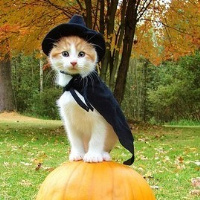 猫咪抖阴头像大全_不同风格的猫王头像