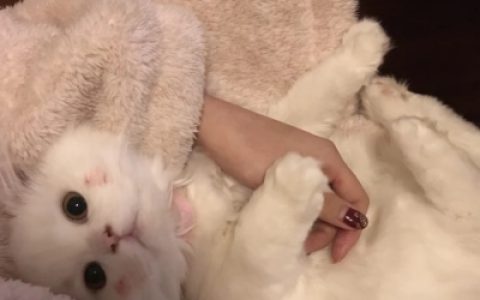 两边之和永远大于第三边(可爱的让人沦陷的动物萌头像)