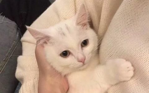 千里独行不必相送(可爱有个性的猫咪抖阴头像)