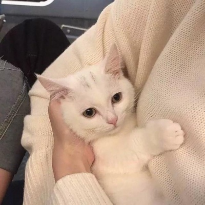 千里独行不必相送(可爱有个性的猫咪抖阴头像)图