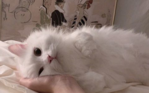 我要坚强到让人妒忌(最新抖阴猫咪头像搞怪大全)