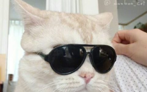 超级可爱萌的小动物头像猫咪(抖阴猫咪头像可爱高清)