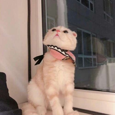 千里独行不必相送(可爱有个性的猫咪抖阴头像)图1