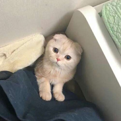 千里独行不必相送(可爱有个性的猫咪抖阴头像)图3