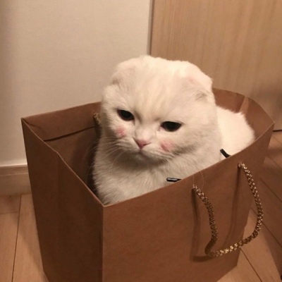千里独行不必相送(可爱有个性的猫咪抖阴头像)图5