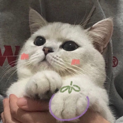千里独行不必相送(可爱有个性的猫咪抖阴头像)图7