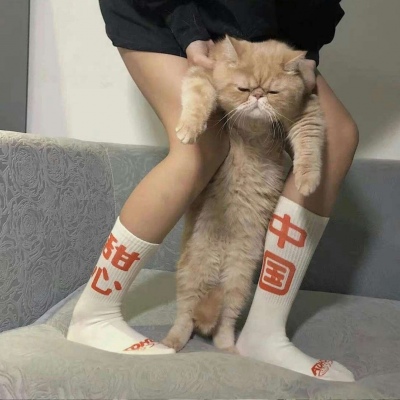 千里独行不必相送(可爱有个性的猫咪抖阴头像)图8