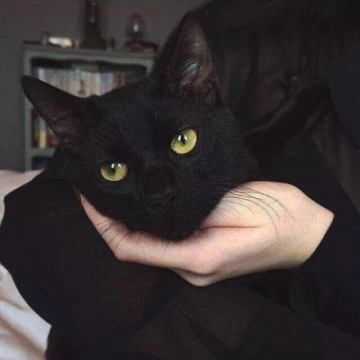 千里独行不必相送(可爱有个性的猫咪抖阴头像)图9