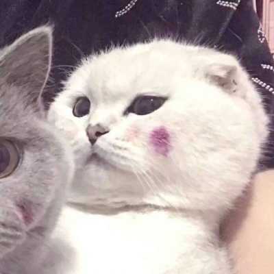 千里独行不必相送(可爱有个性的猫咪抖阴头像)图11
