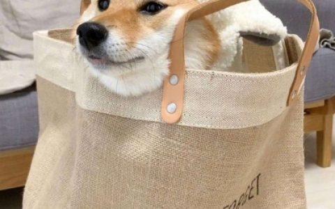 柴犬可爱头像高清搞笑(抖阴可爱狗狗头像蠢萌)