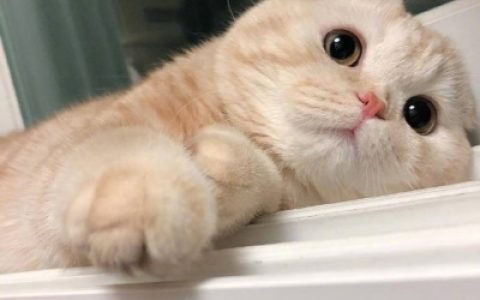 我和别人炫耀过你(个性猫咪头像卖萌高清)