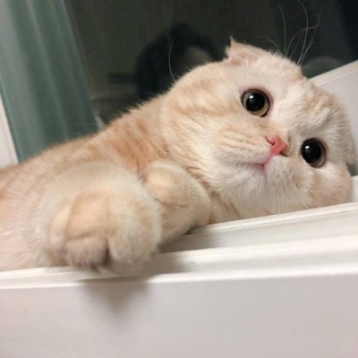 我和别人炫耀过你(个性猫咪头像卖萌高清)图