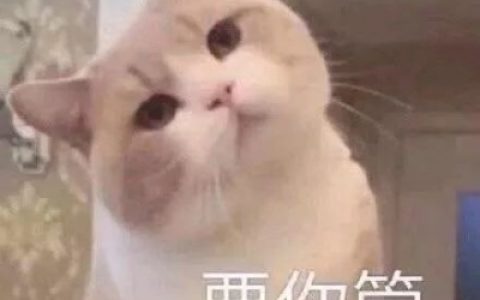 等一个你等一个爱情(抖阴猫咪头像可爱大全带字)