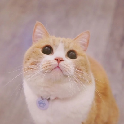 我和别人炫耀过你(个性猫咪头像卖萌高清)图1