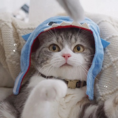 我和别人炫耀过你(个性猫咪头像卖萌高清)图2