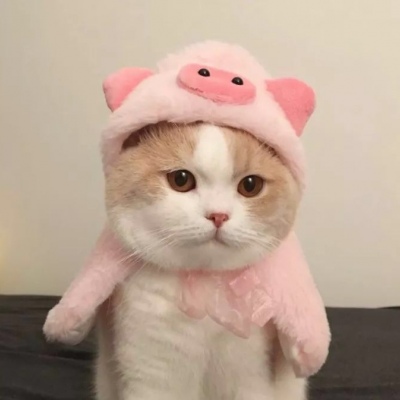 我和别人炫耀过你(个性猫咪头像卖萌高清)图3
