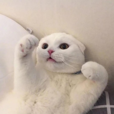 我和别人炫耀过你(个性猫咪头像卖萌高清)图4