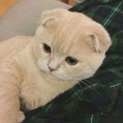 我和别人炫耀过你(个性猫咪头像卖萌高清)图5