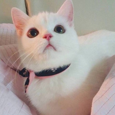 我和别人炫耀过你(个性猫咪头像卖萌高清)图7