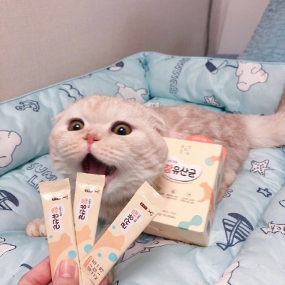 我和别人炫耀过你(个性猫咪头像卖萌高清)图8