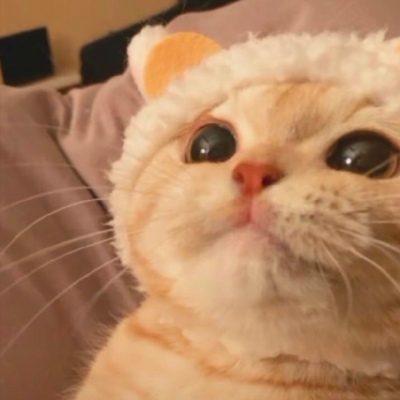 我和别人炫耀过你(个性猫咪头像卖萌高清)图9