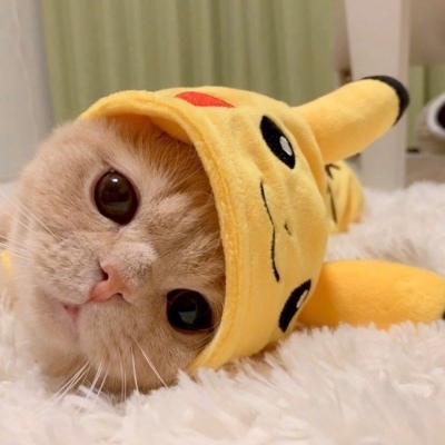 我和别人炫耀过你(个性猫咪头像卖萌高清)图10
