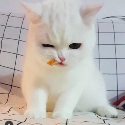 我和别人炫耀过你(个性猫咪头像卖萌高清)图11