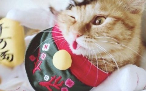 最新抖阴萌宠情侣头像搞怪可爱(猫狗情侣头像一左一右)