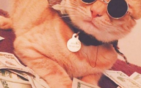 招财猫咪好运抖阴头像(可爱又搞笑的小猫咪头像)