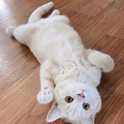 千里独行不必相送(可爱有个性的猫咪抖阴头像)图2