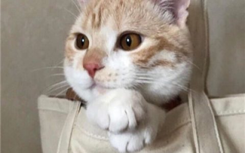 我的爱一点也不想被再浪费(美丽漂亮的猫猫头像图片)