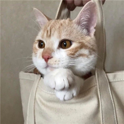 我的爱一点也不想被再浪费(美丽漂亮的猫猫头像图片)