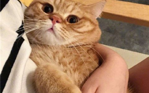 最新萌猫咪头像大全(抖阴猫咪头像可爱搞怪)