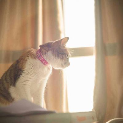 超萌最火吸引人的抖阴动物头像(高清可爱猫咪头像大全)