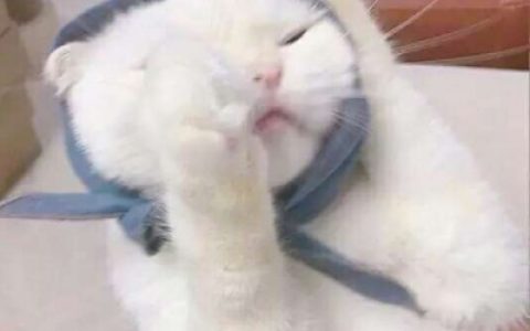 躲了一辈子雨雨会不会难过(抖阴头像猫咪搞笑可爱大全)