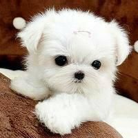 幼犬鼎盛时期(幼年期萌宠头像狗狗图片大全)