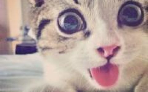 猫咪也会变逗比(猫咪头像呆萌大全集)