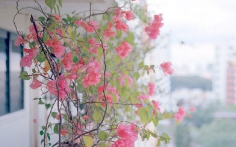 好看带好运的花朵头像(五月抖阴头像唯美风景大全)