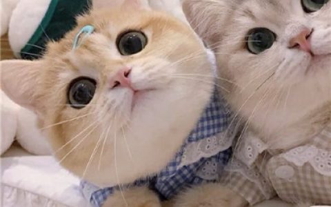 一生太长了总要有个人作伴(最新版猫咪情侣头像一对两张可爱)