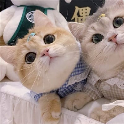 一生太长了总要有个人作伴(最新版猫咪情侣头像一对两张可爱)