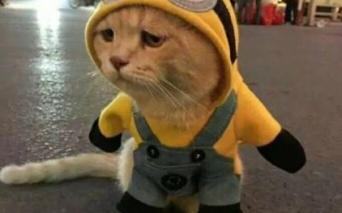 最新猫咪抖阴头像独一无二(猫咪头像可爱高清大全)