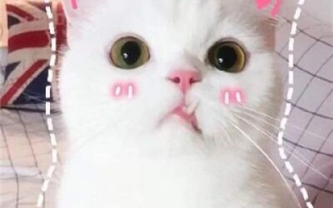 抖阴萌宠头像猫咪呆萌(可爱猫咪头像萌萌哒高清)