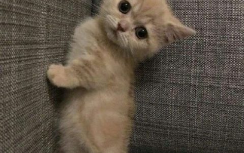 每个人都在变何必感慨从前(抖阴头像猫咪可爱搞怪)