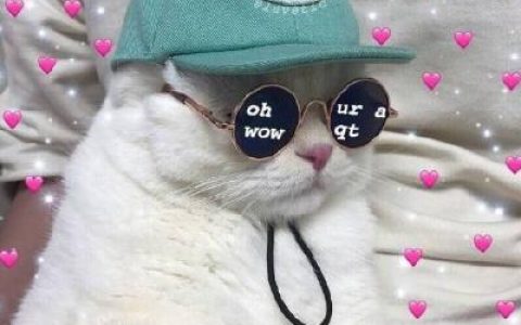 愿与你不期而遇笑脸相迎(最新抖阴猫咪头像可爱萌萌哒)