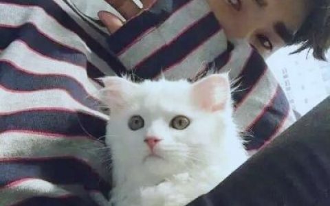 好看的男生头像帅气有气质(男生抱猫头像高清大全最新)