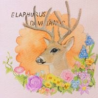 灼灼桃花十里(唯美麋鹿头像手绘精选)