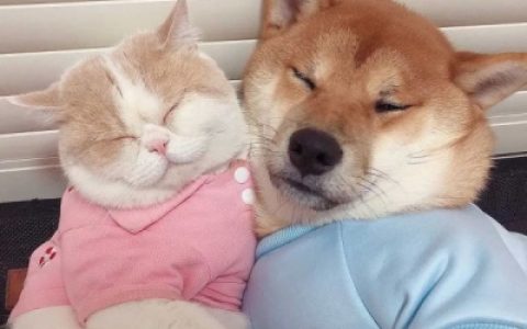 非常可爱的猫狗情侣头像大全(动物情侣头像猫狗一对)