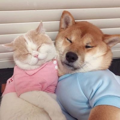 非常可爱的猫狗情侣头像大全(动物情侣头像猫狗一对)