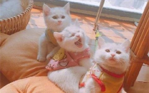 看什么看没见过小仙女啊(能带来好运的抖阴头像图片)