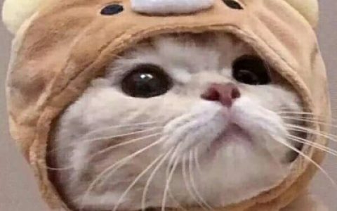 可爱呆萌猫咪情侣头像(猫咪情侣头像一人一张配对)
